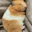 そえだのプロフィール画像