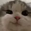 Aylaのプロフィール画像