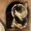 あみこのプロフィール画像