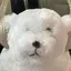 瑚琴のプロフィール画像