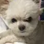 ピンのプロフィール画像