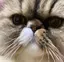 明日香のプロフィール画像