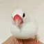 tomoのプロフィール画像