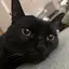 うにのプロフィール画像
