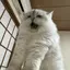 ゆいのプロフィール画像