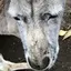 kdmmのプロフィール画像