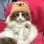 ぱるにゃんのプロフィール画像