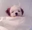 ハルカのプロフィール画像