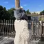 あゆみのプロフィール画像