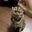 かれちゃのプロフィール画像