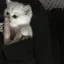 陽彩のプロフィール画像