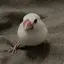 miのプロフィール画像