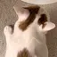 tのプロフィール画像