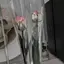 しののプロフィール画像