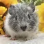 みみのプロフィール画像
