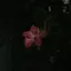 花菜のプロフィール画像