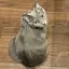 ここのプロフィール画像