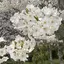 Toruのプロフィール画像
