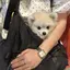 chamuのプロフィール画像
