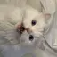 やっふのプロフィール画像