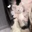 Cのプロフィール画像