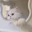 yのプロフィール画像