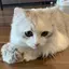 モナのプロフィール画像
