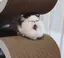 ぬ子のプロフィール画像