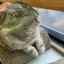 ちゃんのプロフィール画像