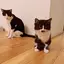 こめたつのプロフィール画像