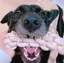 wanのプロフィール画像