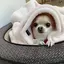 リュリュのプロフィール画像