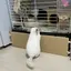 奶香一号のプロフィール画像