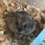 mananaのプロフィール画像