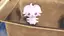 にゃろのプロフィール画像