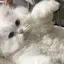 りなたんのプロフィール画像