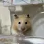 せのプロフィール画像