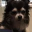 シブヤのプロフィール画像