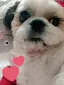 しあきのプロフィール画像