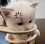 のんのプロフィール画像