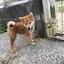柴ちゃんのプロフィール画像