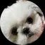 よっしーのプロフィール画像