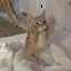 Rのプロフィール画像