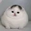 トックのプロフィール画像