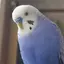 ayaのプロフィール画像
