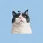 mamesunのプロフィール画像