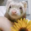 sio-mix.のプロフィール画像