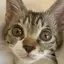 ここちゃんのプロフィール画像