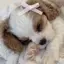 天津飯のプロフィール画像