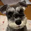 いぬたろうのプロフィール画像